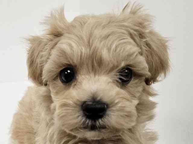 愛知県のマルプー(マルチーズ×プードル) (ひごペットフレンドリーイトーヨーカドー知多店/2025年10月5日生まれ/男の子/アプリコット)の子犬の1枚目の画像