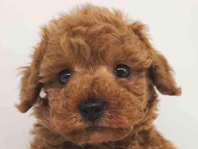 大阪府のトイプードル(トイ) (ひごペットフレンドリー泉ヶ丘店/2025年10月3日生まれ/男の子/レッド)の子犬の1枚目の画像