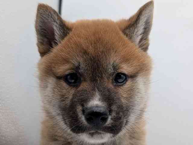 香川県の柴犬(標準サイズ) (ひごペットフレンドリーゆめタウン高松店/2025年10月4日生まれ/男の子/赤)の子犬