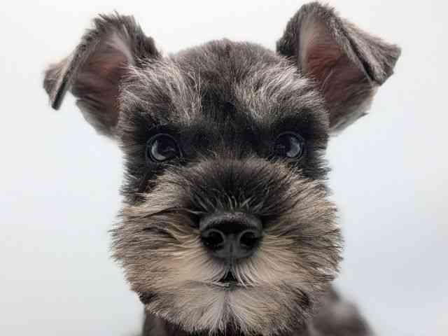 香川県のミニチュアシュナウザー (ひごペットフレンドリーゆめタウン高松店/2025年10月1日生まれ/男の子/ソルトペッパー)の子犬