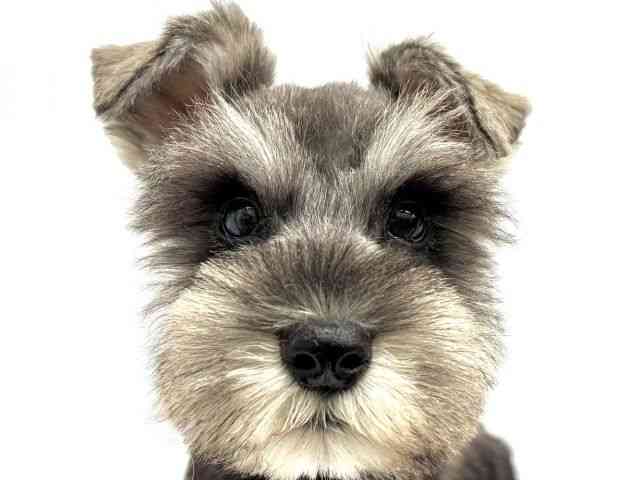 大阪府のミニチュアシュナウザー (ひごペットフレンドリーイオンタウン茨木太田店/2025年10月1日生まれ/男の子/ソルトペッパー)の子犬