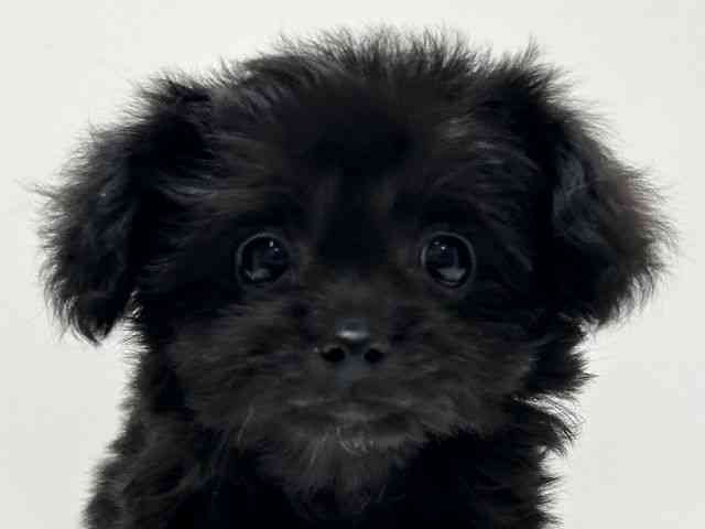 愛知県のハーフ犬・ミックス犬 (ひごペットフレンドリーららぽーと名古屋みなとアクルス店/2025年10月1日生まれ/女の子/ブラック)の子犬の1枚目の画像