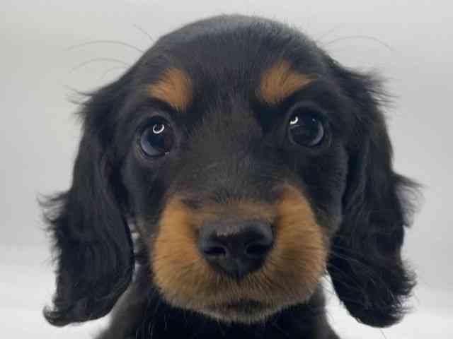 島根県のミニチュアダックスフンド(ロング) (ひごペットフレンドリーイオンモール出雲店/2025年10月3日生まれ/女の子/ブラックタン)の子犬