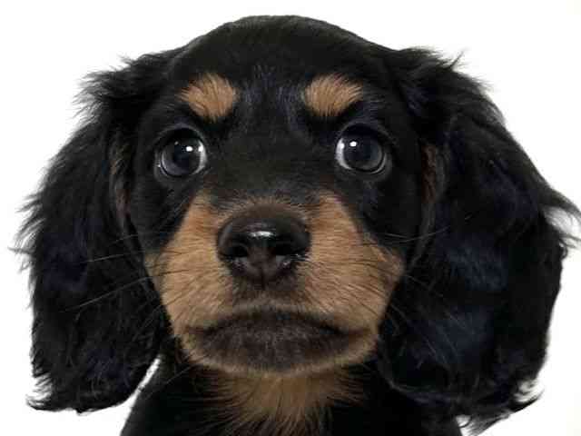 大阪府のミニチュアダックスフンド(ロング) (ひごペットフレンドリーアクロスプラザ住之江店/2025年10月3日生まれ/男の子/ブラックタン)の子犬の1枚目の画像