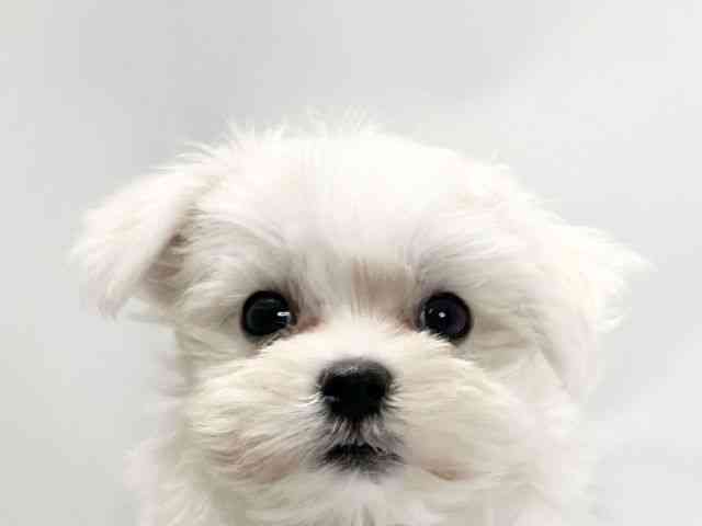 愛媛県のマルチーズ (ひごペットフレンドリーイオンモール今治新都市店/2025年10月4日生まれ/男の子/ホワイト)の子犬