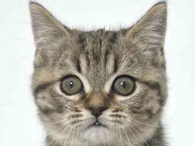 大阪府のスコティッシュフォールド (ひごペットフレンドリーアクロスプラザ住之江店/2025年9月29日生まれ/男の子/ブラウンタビー)の子猫の1枚目の画像