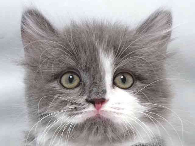 大阪府のミヌエット (ひごペットフレンドリー堺プラットプラット店/2025年10月5日生まれ/男の子/ブルーホワイト)の子猫の1枚目の画像