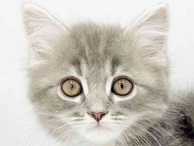 兵庫県のミヌエット (ひごペットフレンドリーコロワ甲子園店/2025年10月5日生まれ/男の子/ブルータビー)の子猫の1枚目の画像