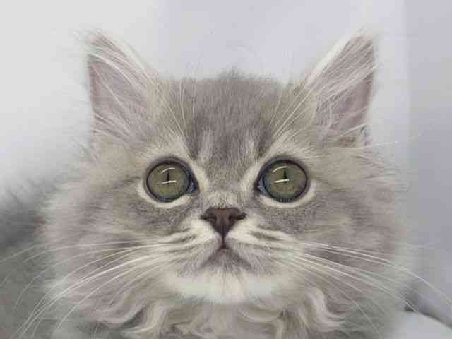 兵庫県のスコティッシュフォールド (ひごペットフレンドリーイオンタウン加古川店/2025年9月28日生まれ/女の子/ブルータビー)の子猫の1枚目の画像