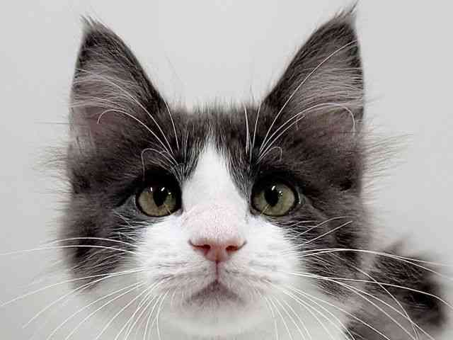 奈良県のメインクーン (ひごペットフレンドリーイオンモール橿原ウエスト・ビレッジ店/2025年10月4日生まれ/男の子/ブルータビーホワイト)の子猫の1枚目の画像