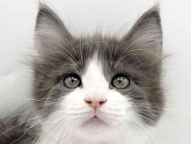 奈良県のメインクーン (ひごペットフレンドリーイオンモール橿原ウエスト・ビレッジ店/2025年10月4日生まれ/男の子/ブルータビーホワイト)の子猫の1枚目の画像