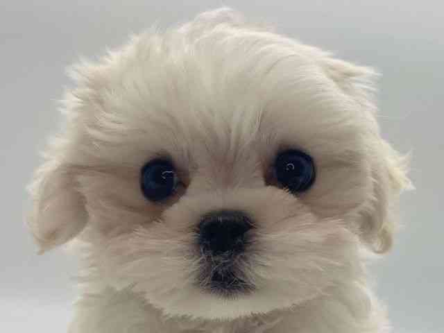 島根県のマルチーズ (ひごペットフレンドリーイオンモール出雲店/2025年10月5日生まれ/男の子/ホワイト)の子犬