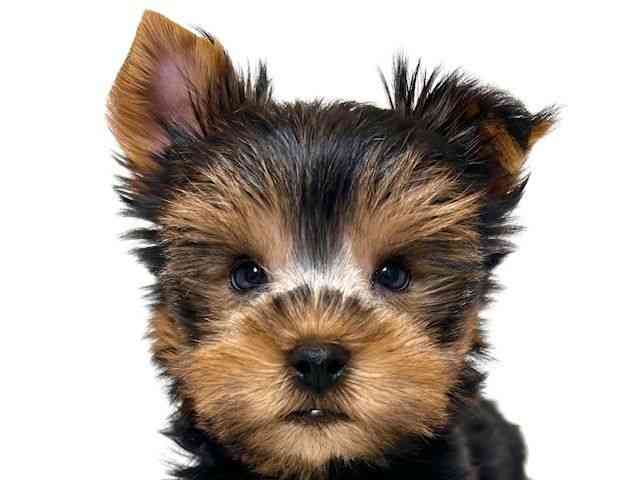 大阪府のヨークシャーテリア (ひごペットフレンドリーアクロスプラザ住之江店/2025年10月4日生まれ/女の子/スチールブルータン)の子犬の1枚目の画像