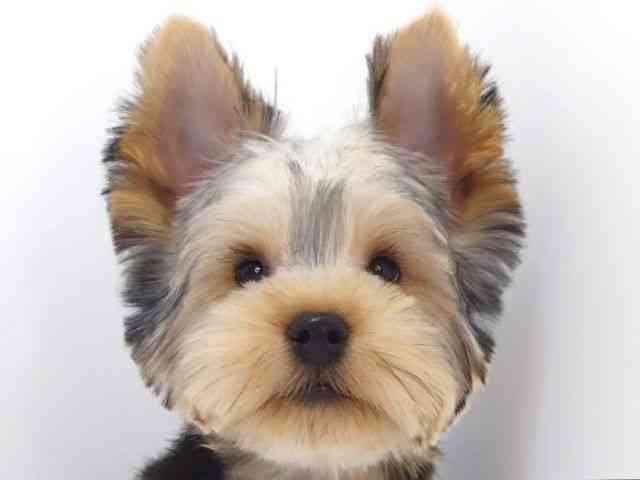 大阪府のヨークシャーテリア (ひごペットフレンドリーいこらもーる泉佐野店/2025年10月4日生まれ/女の子/スチールブルータン)の子犬の1枚目の画像