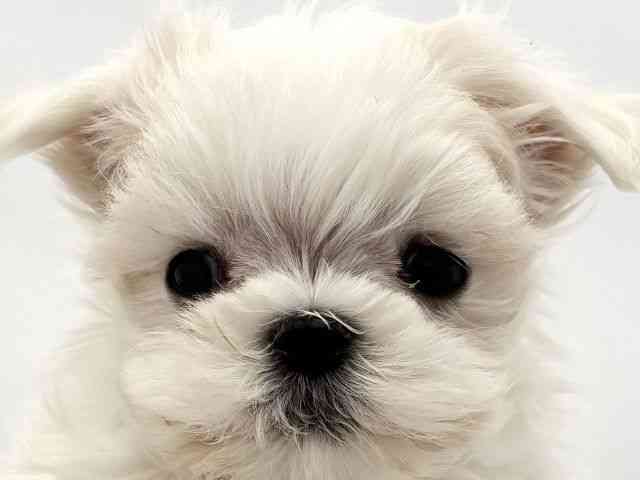 兵庫県のマルチーズ (ひごペットフレンドリークラウンパーク伊丹店/2025年10月2日生まれ/男の子/ホワイト)の子犬の1枚目の画像