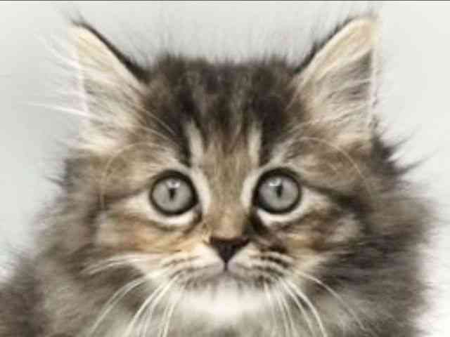 京都府のミヌエット (ひごペットフレンドリーイオンモール高の原店/2025年10月4日生まれ/女の子/ブラウンパッチドタビー)の子猫の1枚目の画像