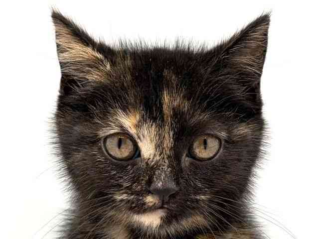 奈良県のマンチカン (ひごペットフレンドリー田原本店/2025年9月29日生まれ/女の子/トーティーシェル)の子猫の1枚目の画像