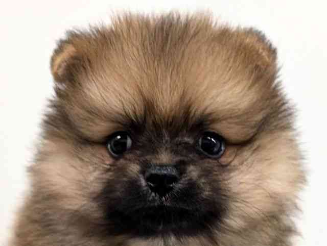 福岡県のポメラニアン (ひごペットフレンドリーリバーウォーク北九州店/2025年10月3日生まれ/男の子/オレンジ)の子犬の1枚目の画像