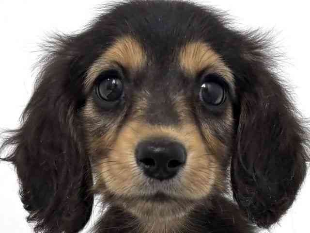 大阪府のミニチュアダックスフンド(ロング) (ひごペットフレンドリーベルファⅡ都島店/2025年10月5日生まれ/女の子/ブラックタン)の子犬の1枚目の画像