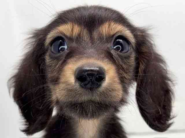 京都府のミニチュアダックスフンド(ロング) (ひごペットフレンドリー洛北阪急スクエア店/2025年10月5日生まれ/男の子/ブラックタン)の子犬