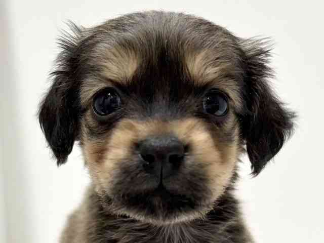 愛知県のチワックス(チワワ×ダックス) (ひごペットフレンドリーららぽーと名古屋みなとアクルス店/2025年10月4日生まれ/女の子/レッド)の子犬の1枚目の画像