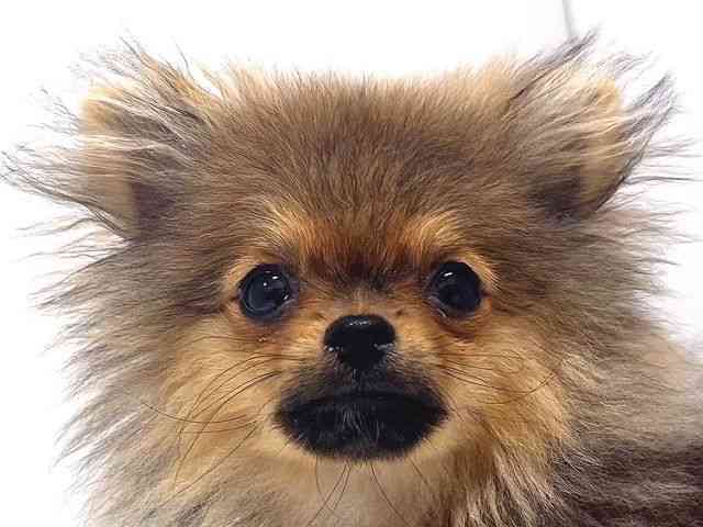 奈良県のポメラニアン (ひごペットフレンドリー奈良パワーシティ店/2025年10月2日生まれ/男の子/オレンジセーブル)の子犬の1枚目の画像