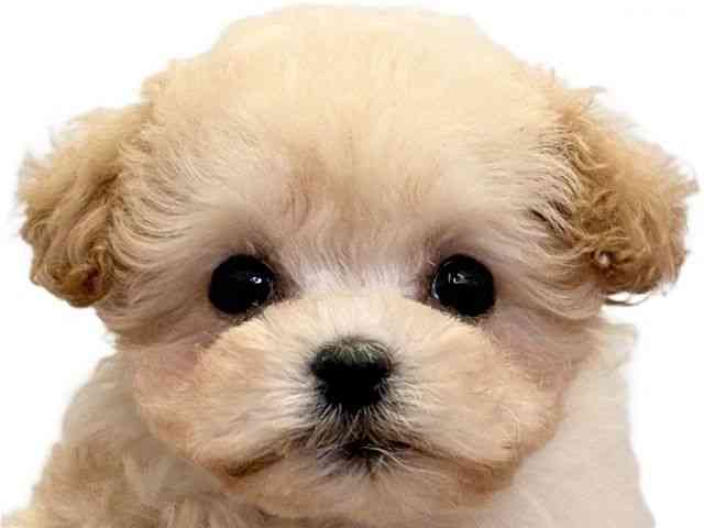 愛媛県のマルプー(マルチーズ×プードル) (ひごペットフレンドリーエミフルMASAKI店/2025年10月3日生まれ/女の子/クリーム)の子犬