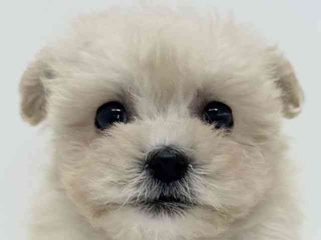 大阪府のマルプー(マルチーズ×プードル) (ひごペットフレンドリーくずはモール店/2025年10月3日生まれ/女の子/クリーム)の子犬の1枚目の画像