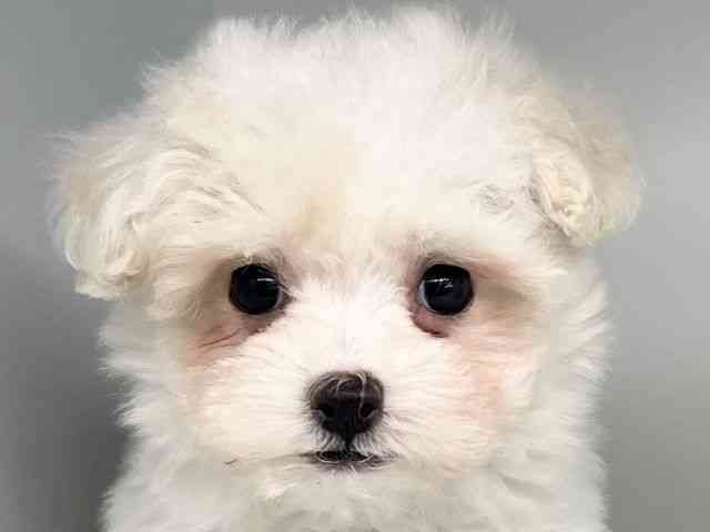 徳島県のマルプー(マルチーズ×プードル) (ひごペットフレンドリーゆめタウン徳島店/2025年10月3日生まれ/女の子/ホワイト)の子犬