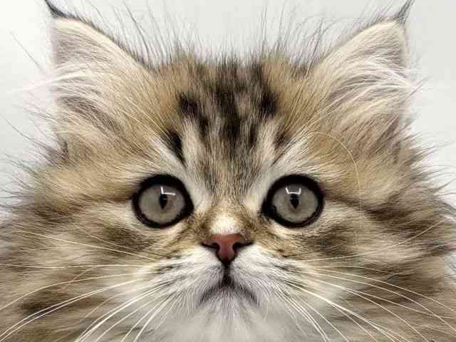 子猫の詳細情報 (兵庫県/2025年9月13日生まれ/女の子/ブラウンタビー