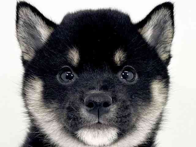 京都府の柴犬(標準サイズ) (ひごペットフレンドリーイズミヤショッピングセンター八幡店/2025年10月4日生まれ/男の子/黒)の子犬