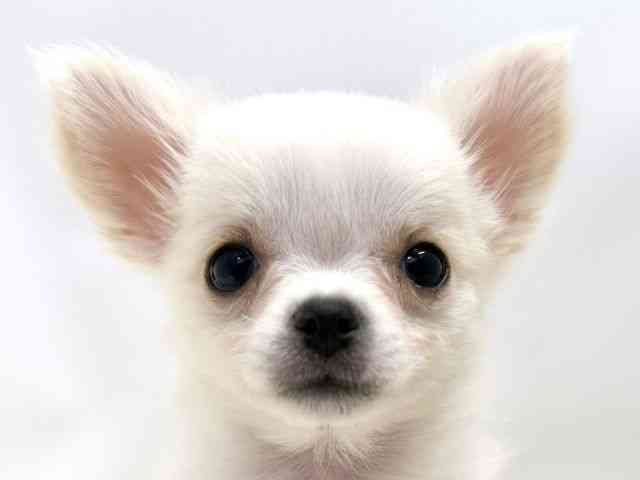 広島県のチワワ(ロング) (ひごペットフレンドリーゆめタウン廿日市店/2025年10月4日生まれ/女の子/ホワイトクリーム)の子犬の1枚目の画像