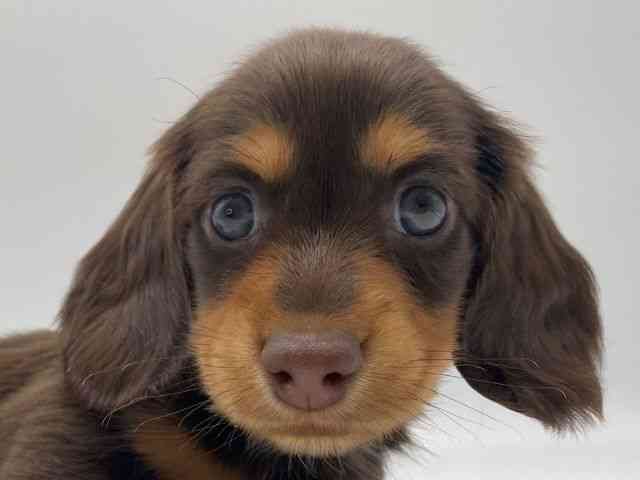 島根県のミニチュアダックスフンド(ロング) (ひごペットフレンドリーイオンモール出雲店/2025年10月2日生まれ/男の子/チョコレートタン)の子犬
