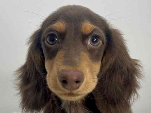 島根県のミニチュアダックスフンド(ロング) (ひごペットフレンドリーイオンモール出雲店/2025年10月2日生まれ/男の子/チョコレートタン)の子犬の1枚目の画像