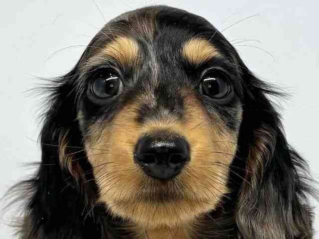 大阪府のミニチュアダックスフンド(ロング) (ひごペットフレンドリーセブンパーク天美店/2025年10月3日生まれ/男の子/シルバーダップル)の子犬の1枚目の画像