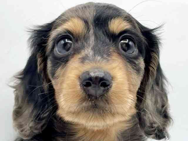 奈良県のミニチュアダックスフンド(ロング) (ひごペットフレンドリートナリエ大和高田店/2025年10月3日生まれ/男の子/シルバーダップル)の子犬の1枚目の画像