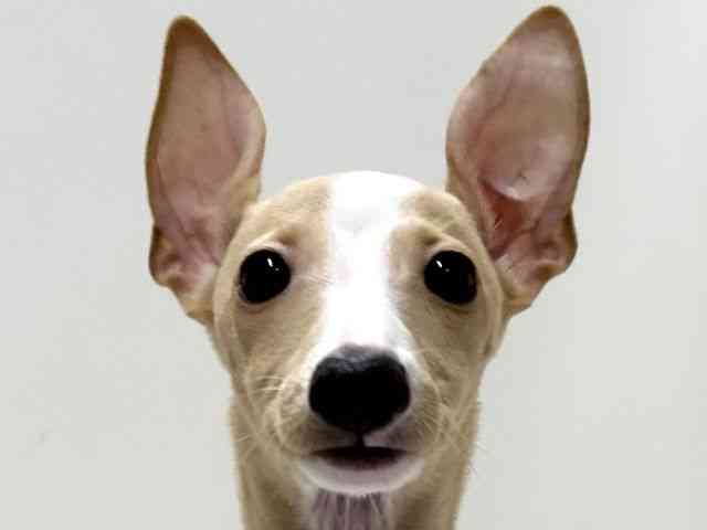 愛知県のイタリアングレーハウンド (ひごペットフレンドリーららぽーと名古屋みなとアクルス店/2025年8月21日生まれ/女の子/クリームホワイト)の子犬の1枚目の画像