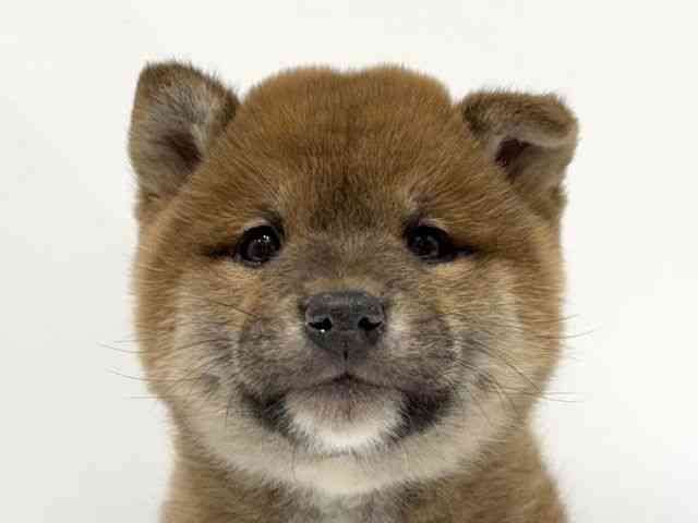 愛知県の柴犬(標準サイズ) (ひごペットフレンドリーヴィアモール アピタ江南西店/2025年9月30日生まれ/男の子/赤)の子犬の1枚目の画像