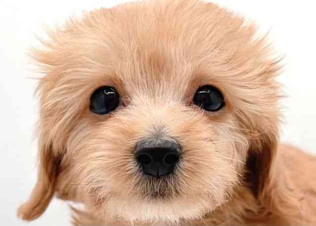 島根県のチワックス(チワワ×ダックス) (ひごペットフレンドリーイオン松江ショッピングセンター店/2025年10月1日生まれ/女の子/レッド)の子犬の1枚目の画像