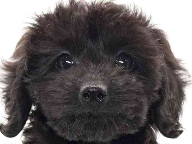 大阪府のダップー(ダックス×プードル) (ひごペットフレンドリーイオンそよら海老江店/2025年9月25日生まれ/女の子/ブリンドル)の子犬の1枚目の画像