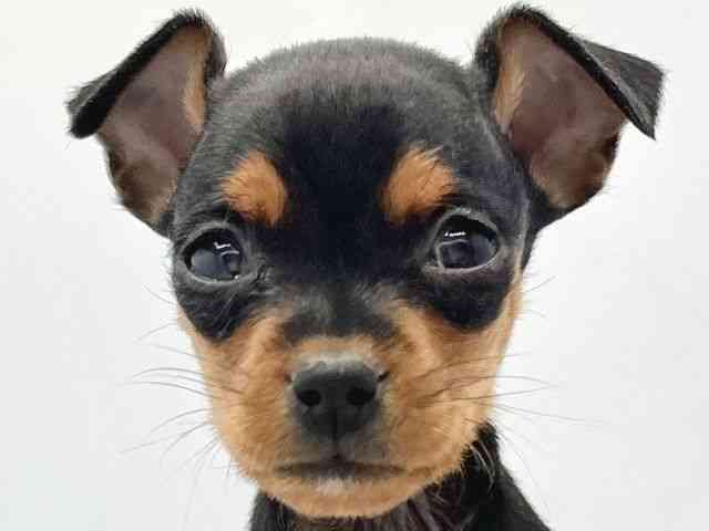 大阪府のミニチュアピンシャー (ひごペットフレンドリーイトーヨーカドー津久野店/2025年10月4日生まれ/女の子/ブラックタン)の子犬の1枚目の画像