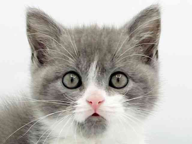 兵庫県のスコティッシュフォールド (ひごペットフレンドリーコロワ甲子園店/2025年10月4日生まれ/男の子/ブルーホワイト)の子猫の1枚目の画像