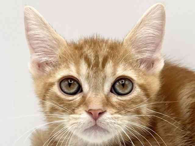 京都府のアメリカンショートヘアー (ひごペットフレンドリーイオンモール高の原店/2025年10月4日生まれ/男の子/レッドタビー)の子猫の1枚目の画像