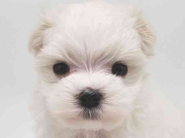 大阪府のマルチーズ (ひごペットフレンドリー泉ヶ丘店/2025年10月2日生まれ/男の子/ホワイト)の子犬の1枚目の画像
