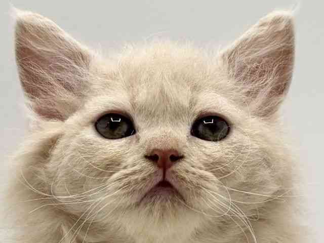 大阪府のセルカークレックス (ひごペットフレンドリーみのおキューズモール店/2025年10月6日生まれ/女の子/クリーム)の子猫の1枚目の画像