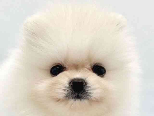 大阪府のポメラニアン (ひごペットフレンドリーイトーヨーカドー津久野店/2025年10月3日生まれ/女の子/ホワイト)の子犬の1枚目の画像
