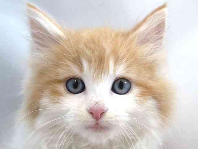 大阪府のノルウェージャンフォレストキャット (ひごペットフレンドリー堺プラットプラット店/2025年10月5日生まれ/男の子/レッドタビーホワイト)の子猫の1枚目の画像