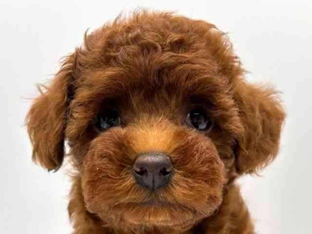 奈良県のトイプードル(トイ) (ひごペットフレンドリー田原本店/2025年10月2日生まれ/女の子/レッド)の子犬の1枚目の画像