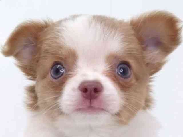 大阪府のチワワ(ロング) (ひごペットフレンドリーいこらもーる泉佐野店/2025年10月1日生まれ/女の子/ホワイトフォーン)の子犬の1枚目の画像