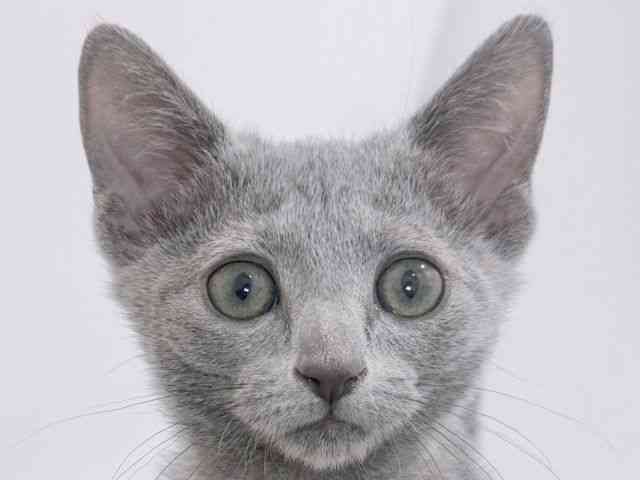 大阪府のロシアンブルー (ひごペットフレンドリーイズミヤショッピングセンター千里丘店/2025年10月4日生まれ/女の子/ブルー)の子猫の1枚目の画像